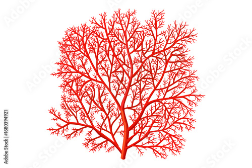 vector cartoon Red Gorgonian or red sea fan coral.  Clip art isolated on transparent background.