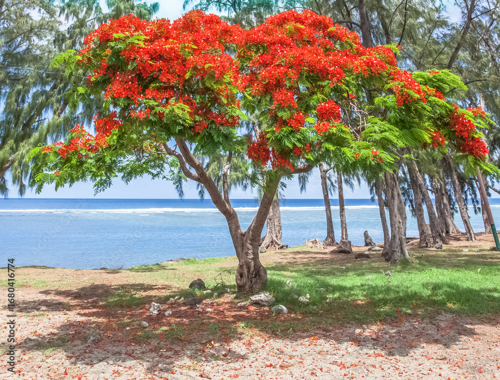 Fototapeta premium Flamboyant sur plage de Saint-Leu, Île de la Réunion 