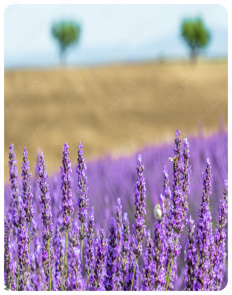 Naklejka premium Champ de lavande, Valensole, Provence, France