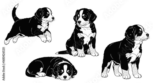 Four Bernese Mountain Dog puppies in joyful mood playing and resting in black and white illustration