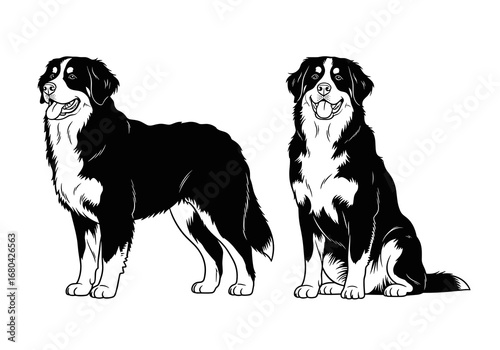 Bernese Mountain Dogs in joyful mood standing and sitting in black and white illustration