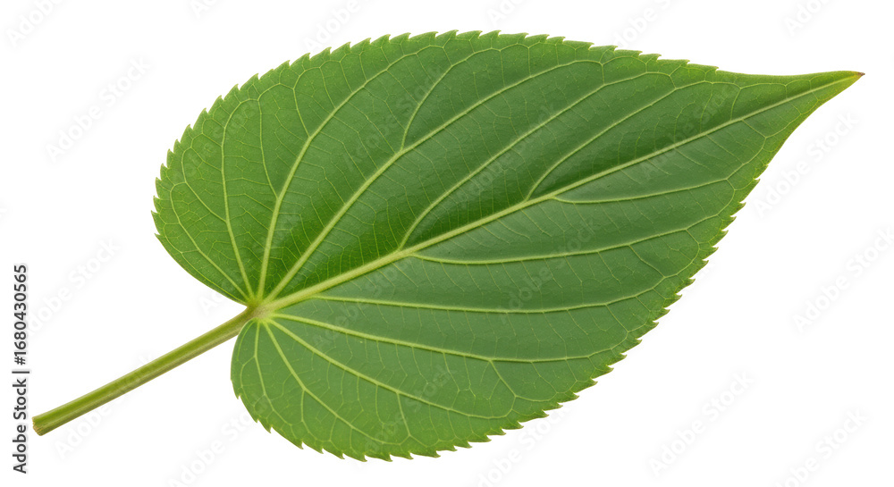 Obraz premium Isolated Green Leaf Detailed Texture