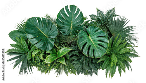 green leaves of tropical plants bush (Monstera, palm, rubber plant, pine, bird's nest fern). PNG, cutout, or clipping path.	

