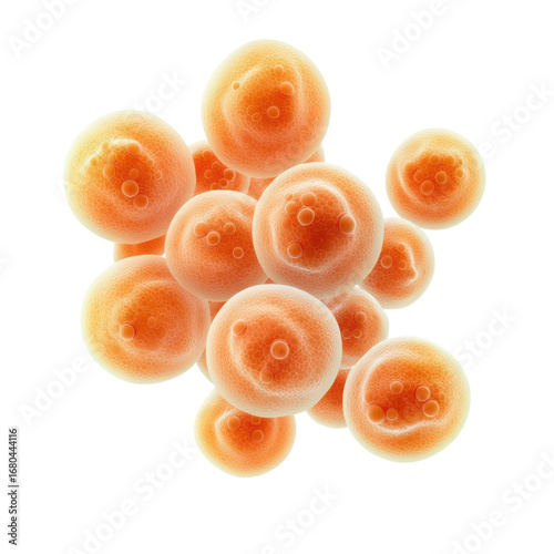 Abstract rendering of cellular structures showing a cluster of orange cells with internal organelles against a for scientific visualization on transparent background