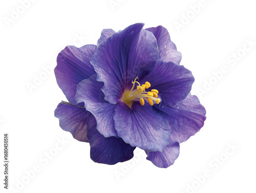 African Violet flower  isolated on transparent background png