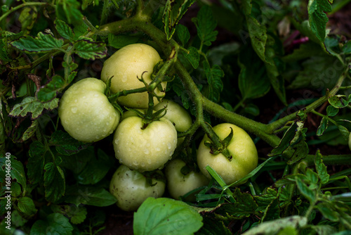 A bunch of unripe green tomatoes with morning dew drops on the vine.