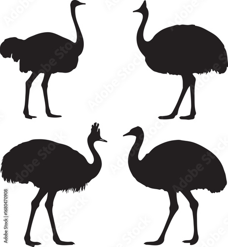 Four black ostrich silhouettes bird white background