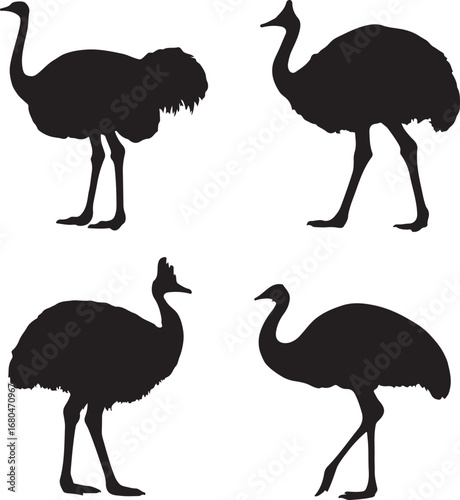 Four black ostrich silhouettes on white bird