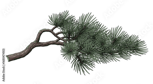 A beautifully realistic evergreen pine branch with long needles showcasing delicate textures and a gentle curve against a white background