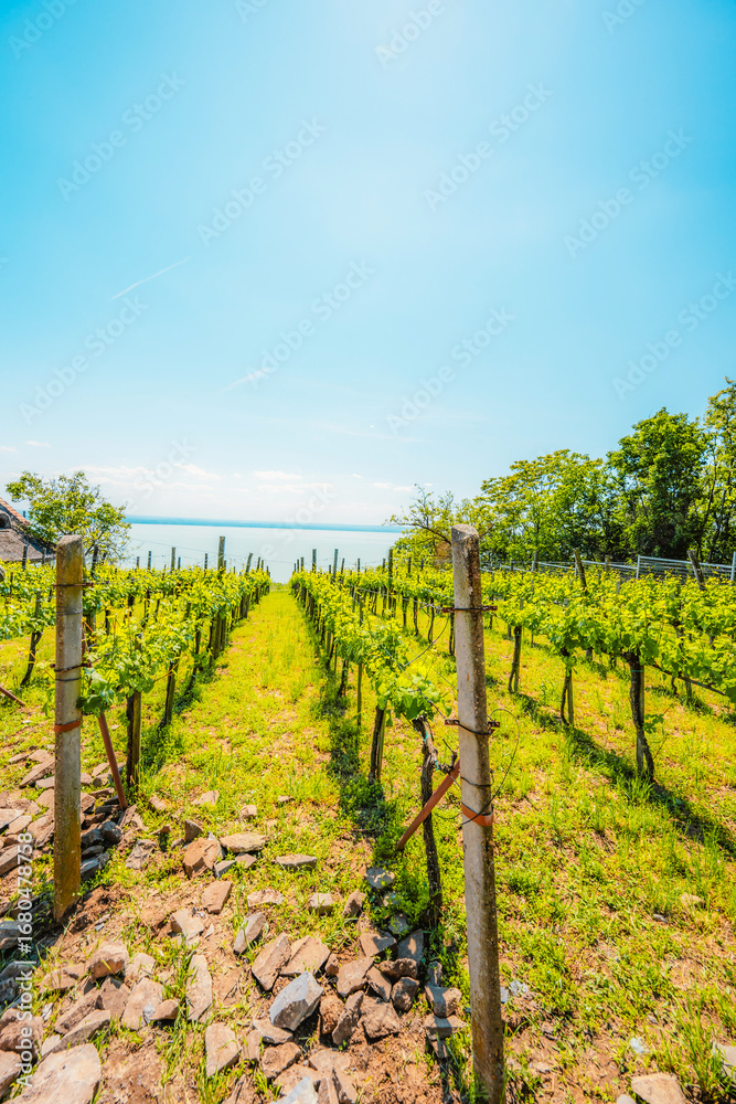 Naklejka premium Hiking view from hill Badacsony, the highest mountain in the Tapolca basin near Lake Balaton near Badacsonytomaj. Wine region