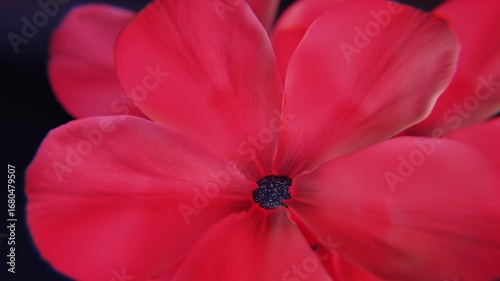 pink flower on black