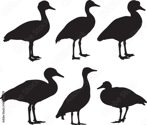 Black silhouettes of birds standing white