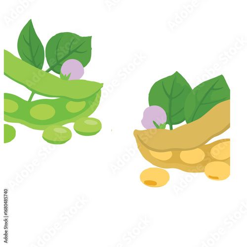 "Botanical Pea Pod Illustration with Green and Yellow Varieties"