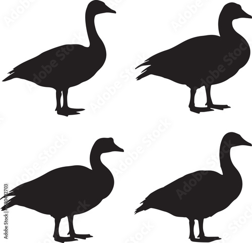Black geese silhouettes standing goose white