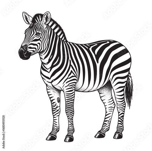 illustration of a zebra with distinctive black and white stripes standing and facing slightly left on transparent background.