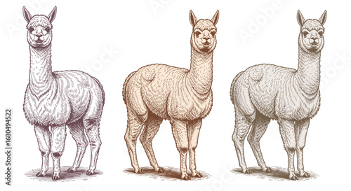 set of llama drawing, sketch vector illustration