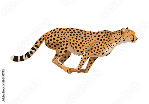 A cheetah runs its spotted coat and striped tail distinct against the white background