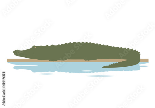 An alligator rests on a tan surface extending into a light blue body of water against a white background