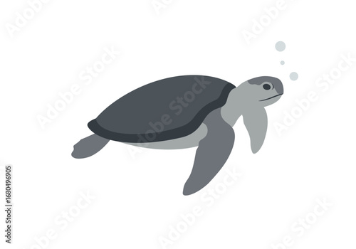 Gray sea turtle swims with bubbles near its head