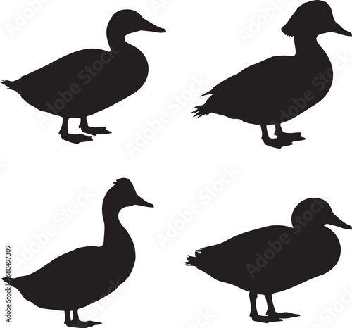 Black duck silhouettes standing white