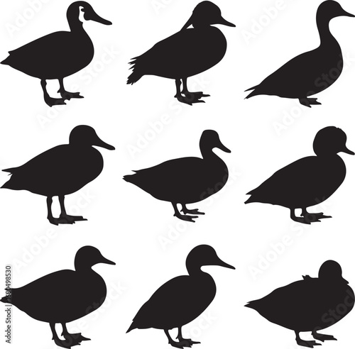 Black duck silhouettes white waterbird