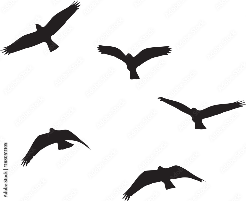 Obraz premium Silhouette of five birds flying in formation flight