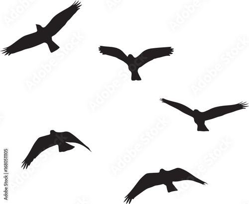 Silhouette of five birds flying in formation flight
