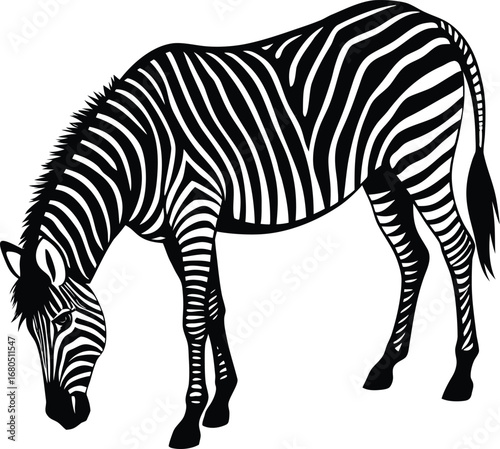 Striking Zebra Illustration in Black and White Grazing in a Field on white background