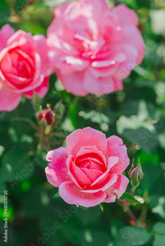 Beautiful pink roses blooming in a lush garden during bright daylight