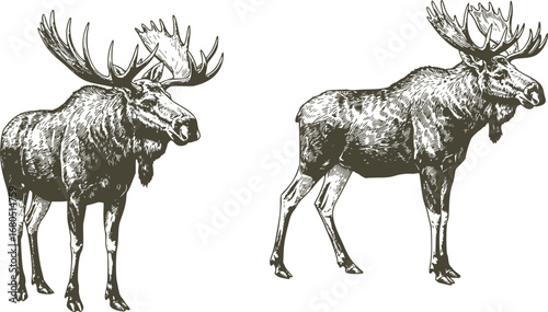 Vintage engrave isolated moose set illustration ink sketch. Wild elk background deer vector art
