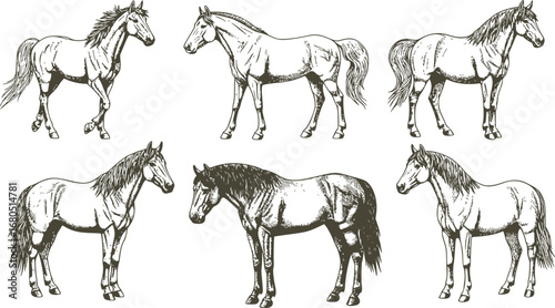 Vintage engrave isolated horse set illustration ink sketch. Wild mustang background nag art
