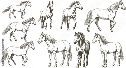 Vintage engrave isolated horse set illustration ink sketch. Wild mustang background nag art
