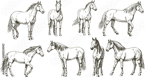 Vintage engrave isolated horse set illustration ink sketch. Wild mustang background nag art
