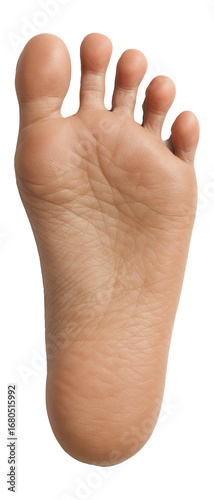 Barefoot print with splayed forefoot