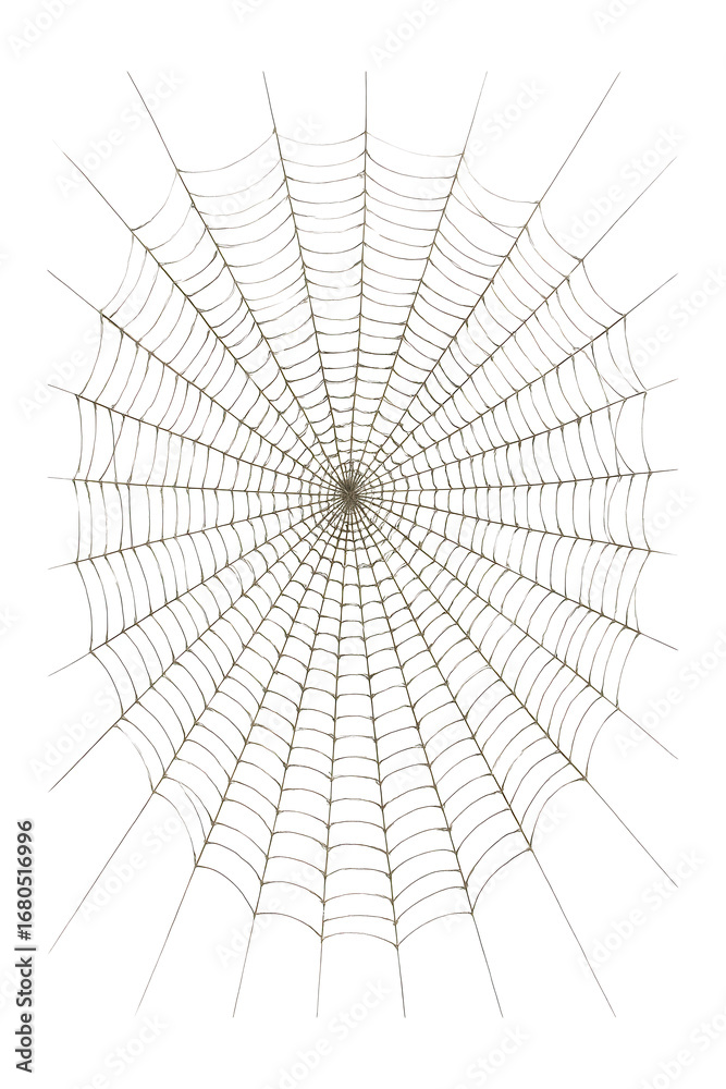 Obraz premium Spider web with a bold, striking design