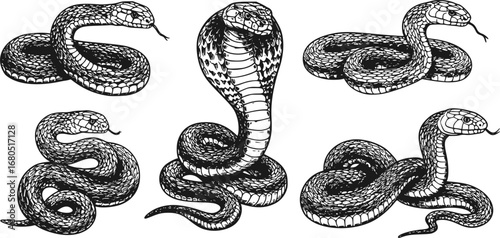 Vintage engraving isolated snake set illustration serpent ink sketch. Reptile asp background viper silhouette cobra art. Black and white hand drawn image