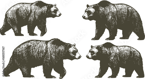 Vintage engrave isolated black bear set illustration ink sketch. American grizzly background asian animal silhouette vector art
