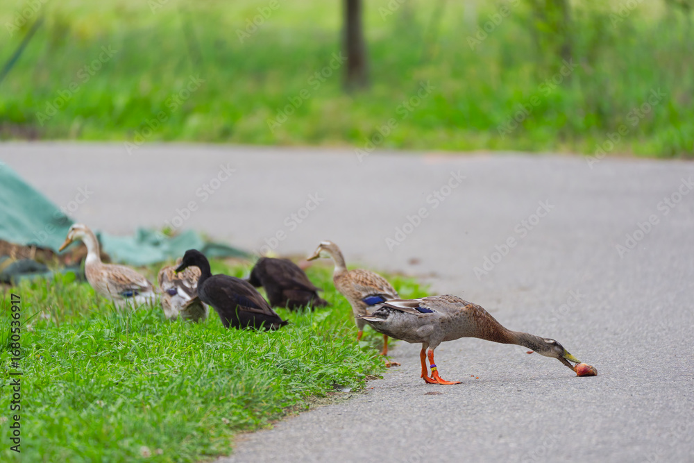Fototapeta premium Indian Runner ducks outdoors at organic Swiss farm on a late summer morning. Photo taken September 1st, 2025, Zurich Schwamendingen, Switzerland.
