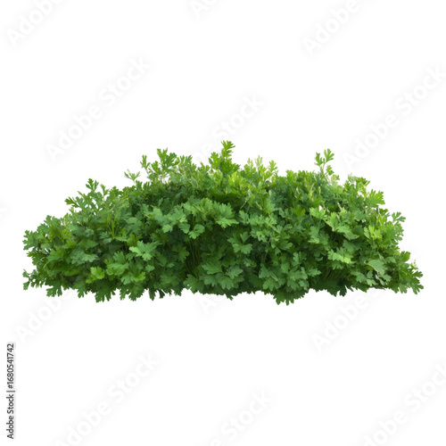 Lush green parsley bush with dense foliage, fresh leaves, and vibrant color, isolated on transparency background, perfect for spring or summer garden themes, evoking freshness and vitality
