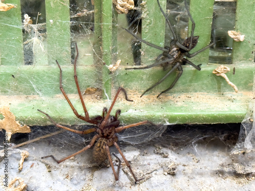 Two house spiders (Tegenaria) on web over green plastic near ground surface. Close-up of arachnids in outdoor environment.