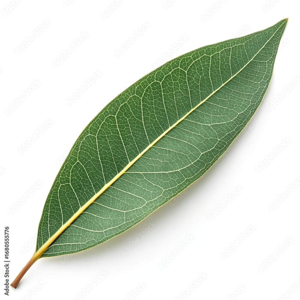 Jarrah Eucalyptus Leaf Long Narrow Green Lance-Shaped Foliage with Smooth Glossy Finish and Distinct Australian Woodland Elegance on Pure White Background Highlighting Natural Botanical Beauty Jarrah Eucalyptus Leaf Long Narrow Green Lance-Shaped Foliage with Smooth Glossy Finish and Distinct Australian Woodland Elegance on Pure White Background Highlighting Natural Botanical Beauty
