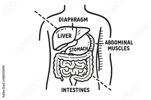 Abdomen Anatomy Doodle. Hand-drawn doodle illustration abdomen cross-section stomach cutaway, liver cross-section, intestines view