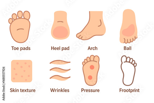 Child's Foot Anatomy. Flat vector mini-illustrations sole anatomy in colors children's illustrations: toe pads, heel pad, arch,