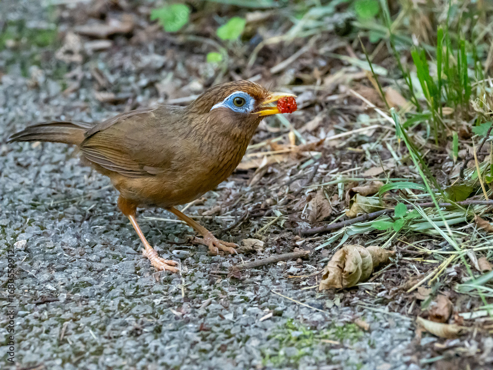 Fototapeta premium 赤い木の実を咥えて食べようとする小鳥