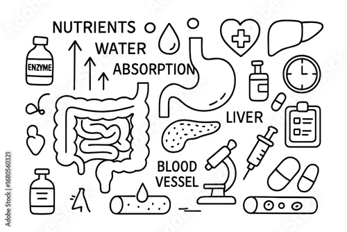 Digestive and Respiratory Doodles. Hand-drawn doodle illustration digestive system absorption intestines, stomach, blood vessel,