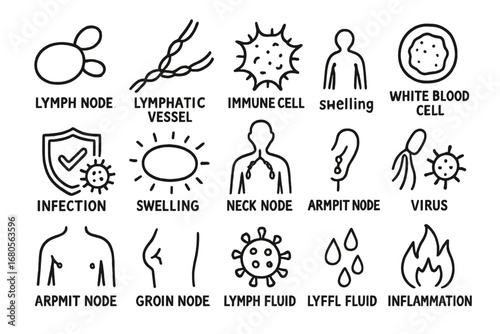 Lymphatic System Doodles. Hand-drawn doodle illustration lymph nodes lymph node, lymphatic vessel, immune cell, white blood cell,