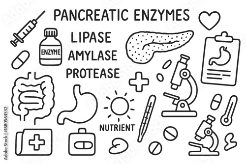 Pancreatic Enzymes Doodle. Hand-drawn doodle illustration pancreatic enzymes enzyme types lipase, amylase, protease, pancreas,