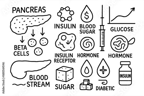 Pancreas and Insulin Diagram. Hand-drawn doodle illustration insulin production pancreas, beta cells, insulin molecule, blood