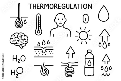 Thermoregulation Doodle Art. Hand-drawn doodle illustration thermoregulation sweat gland, thermometer, body outline, sweat drop,