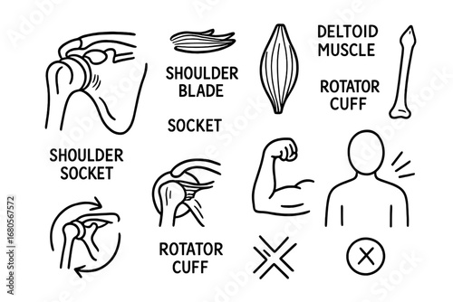 Shoulder Anatomy Doodle. Hand-drawn doodle illustration shoulder shoulder joint, collarbone, shoulder blade, humerus bone, deltoid